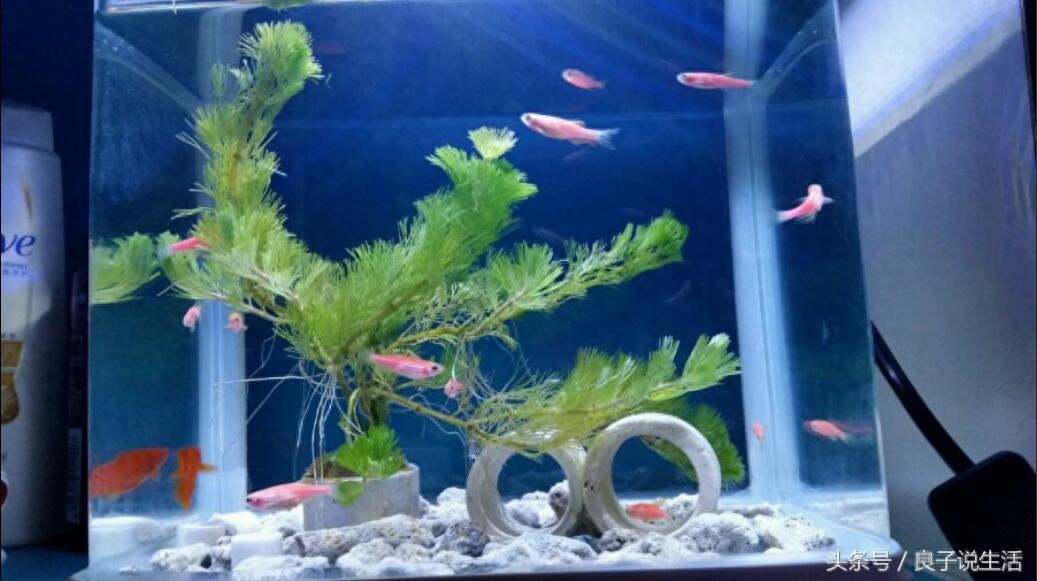 银龙鱼和别的鱼混养需要注意些什么呢？