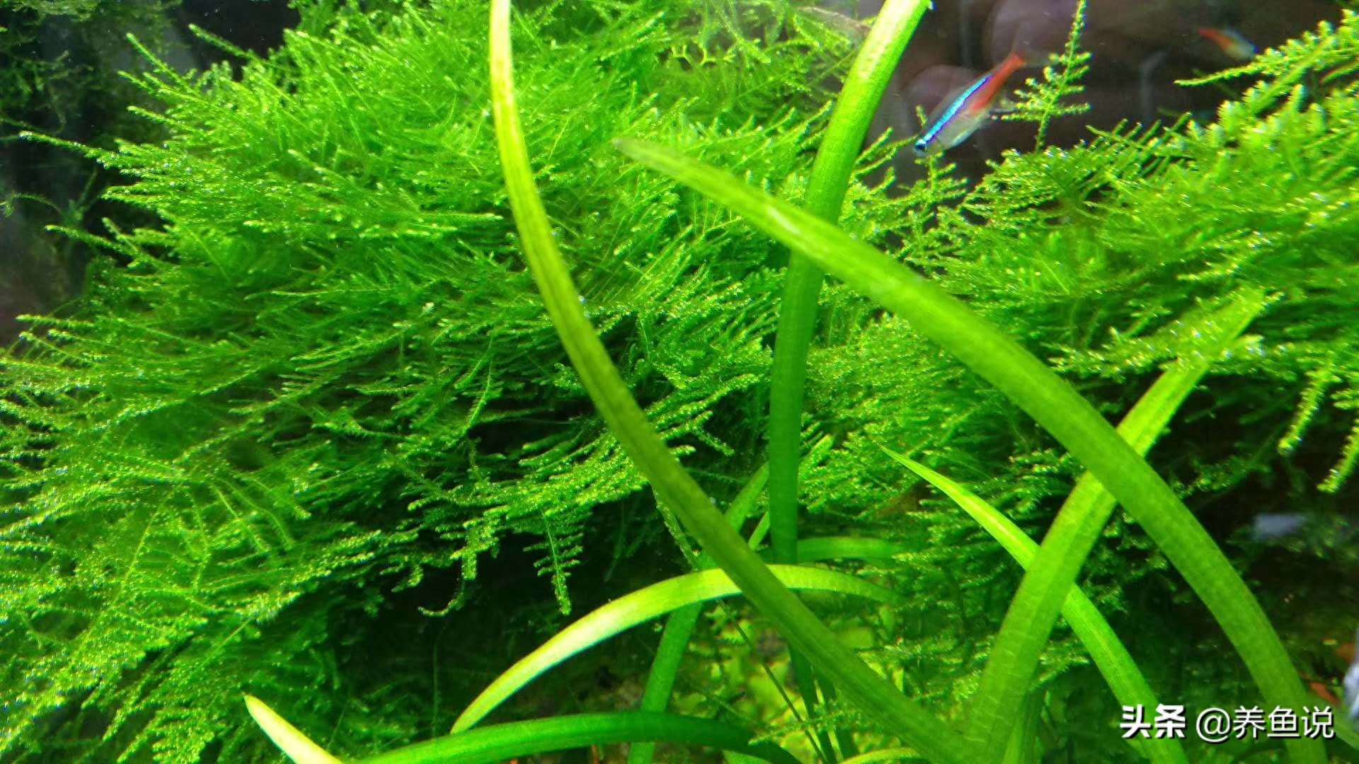 这是心目中的鱼缸或者水草缸吗？看看养鱼大神的鱼缸有多美