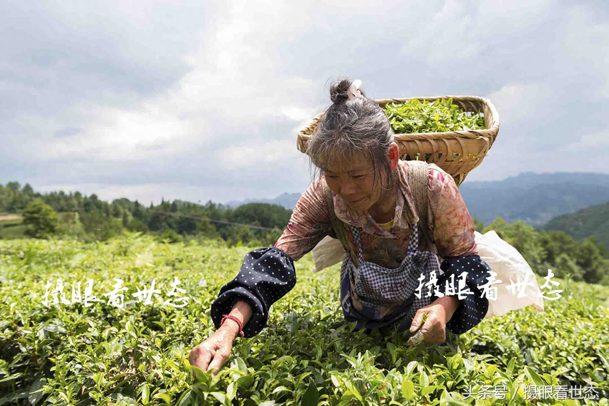 又到夏茶采摘季，这些农村留守老人一天能采数十斤，收入可达百元