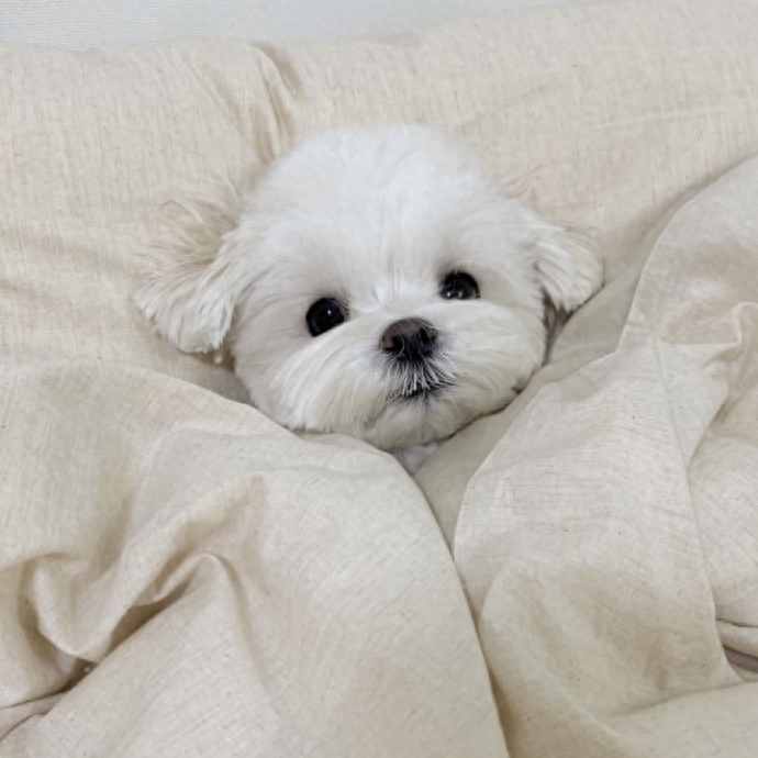 猛男落泪，梦中情犬——马尔济斯