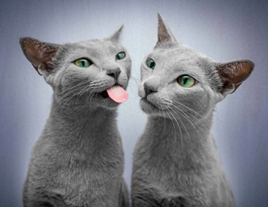 世界上最迷人的猫咪，看第一眼就想养，眼睛实在是太漂亮了