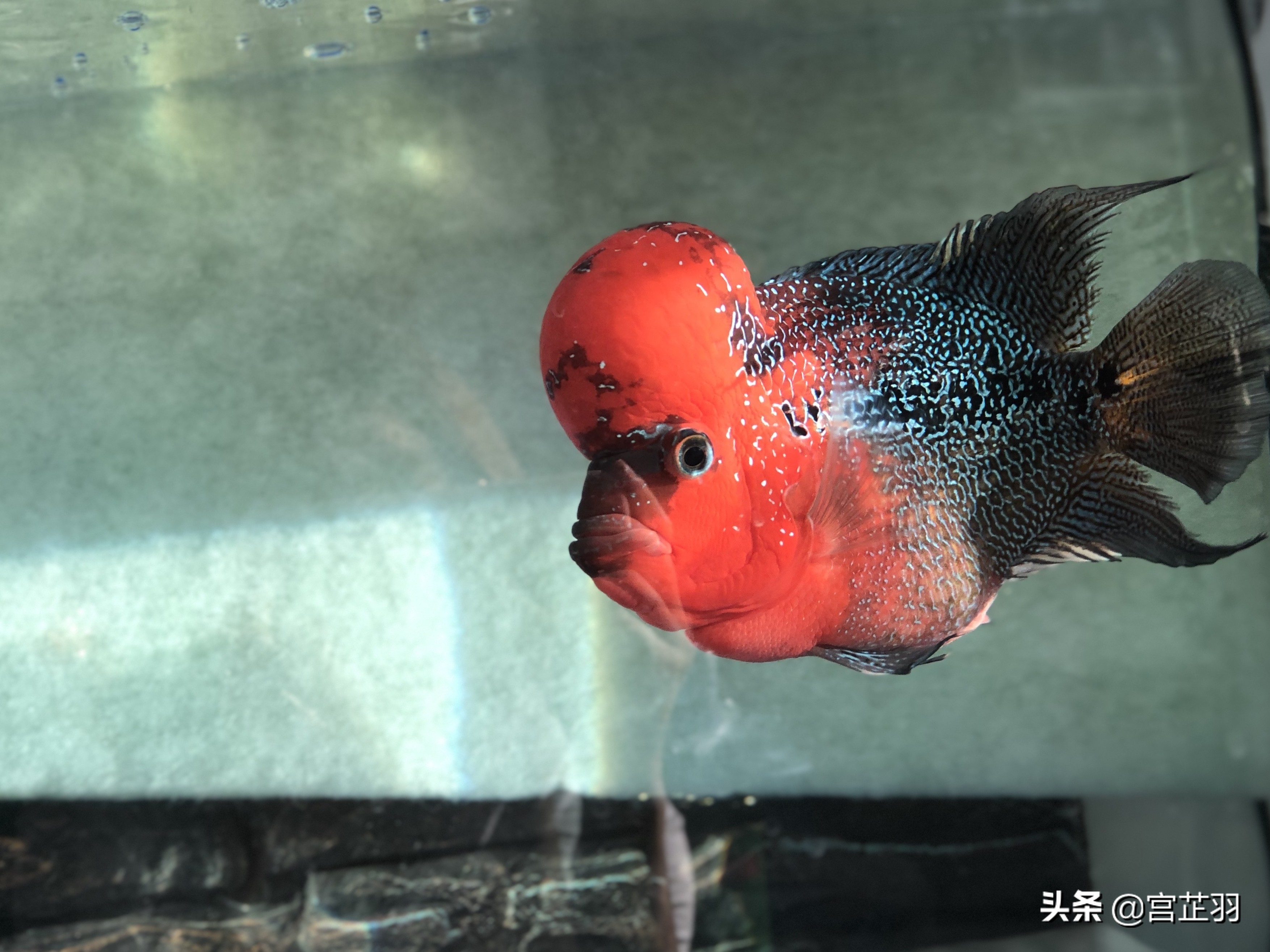 极品罗汉鱼，过来观赏