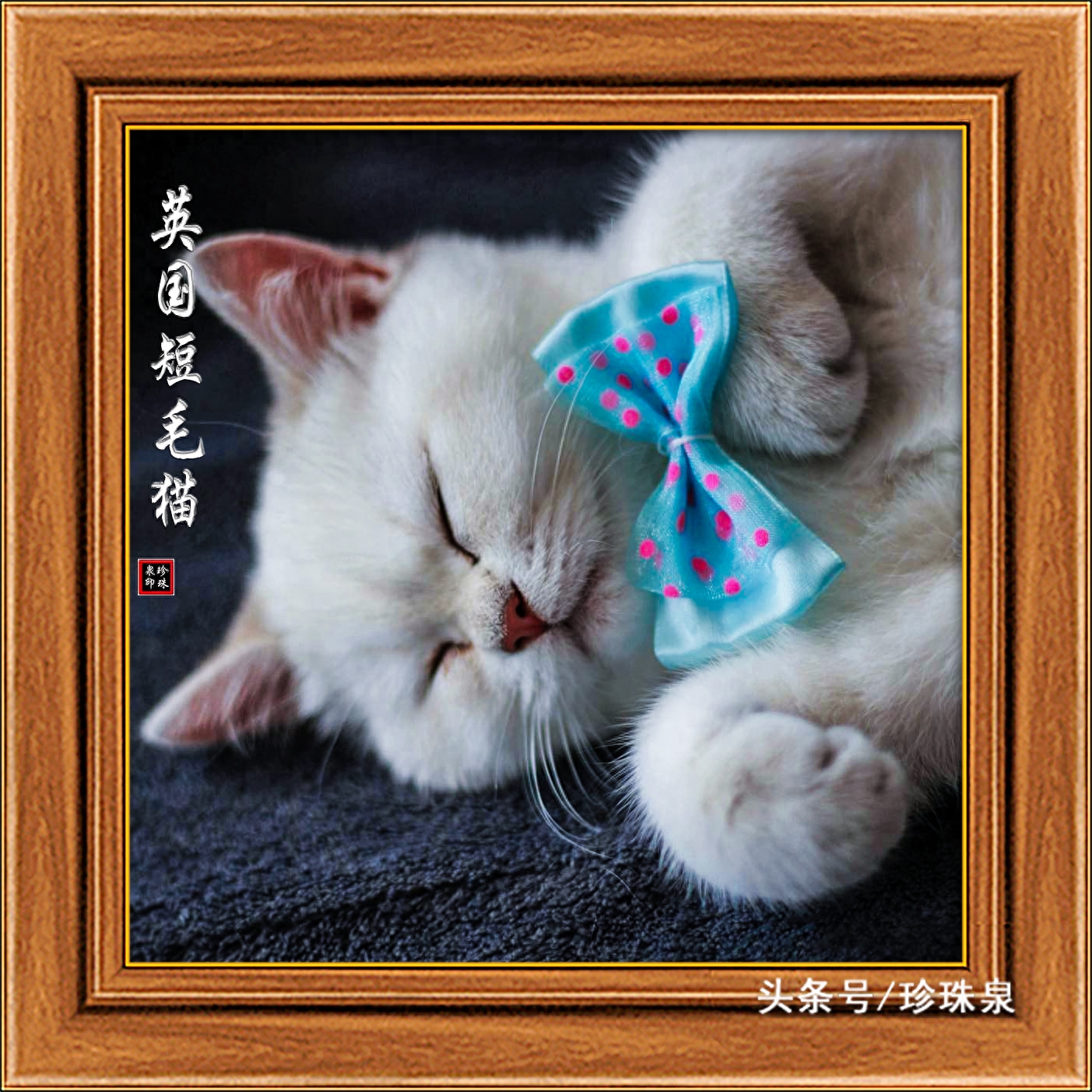 英国短毛猫（1）