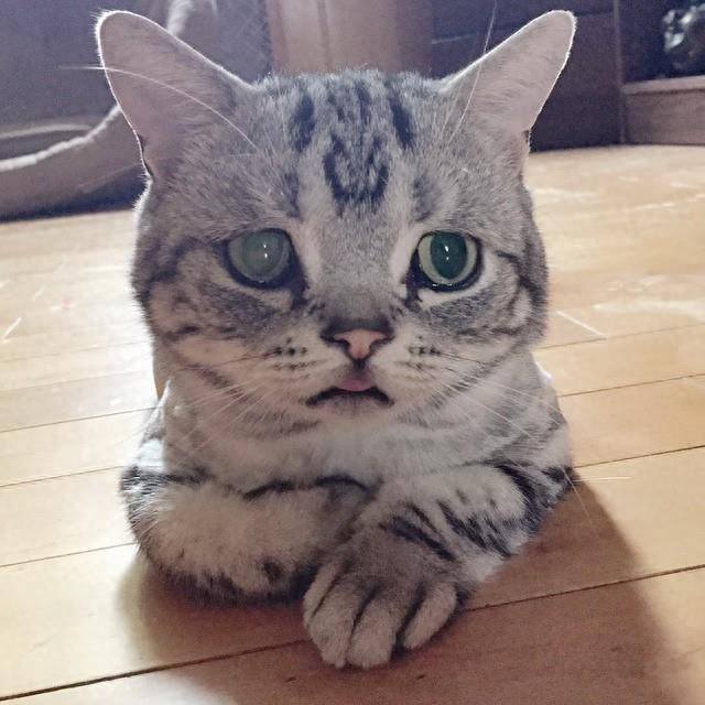 拥有一副忧桑小表情的虎斑猫惹人疼爱