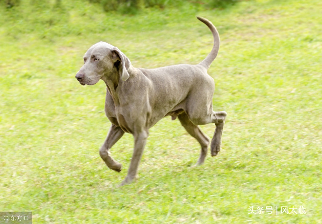 威玛猎犬长的很像拉布拉多犬的犬种