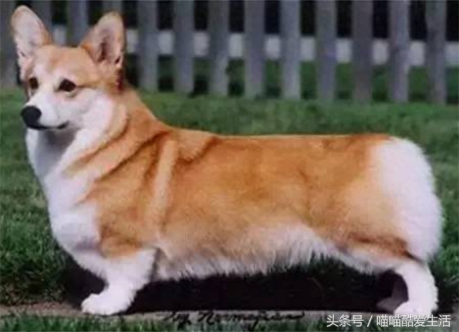 45种世界名犬，爱狗狗的你能认识几种，认识一半就厉害了