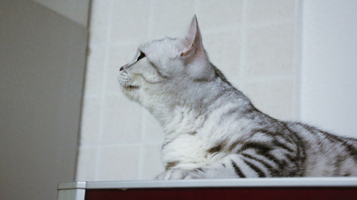 图虫人文摄影：美国短毛猫
