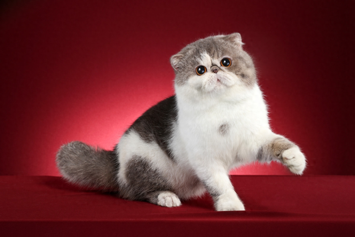 图虫人文摄影：英国短毛猫