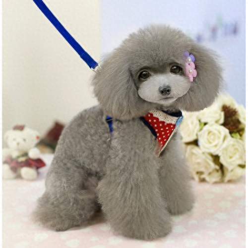 贵宾犬——犬类贵族