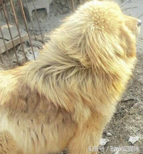 当初以为只是只普通土狗，原来是只名犬：综合了金毛和藏獒的优点