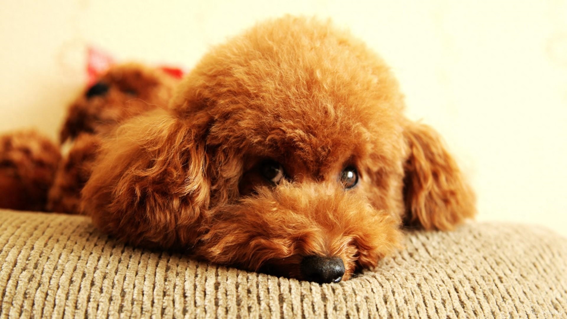 狗中贵族——贵宾犬