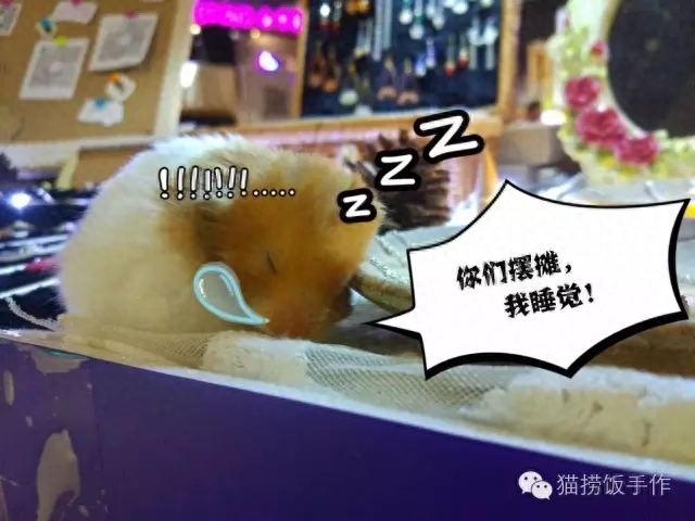 创意集市上窜出一只金丝熊，卖萌贪睡抢眼球！