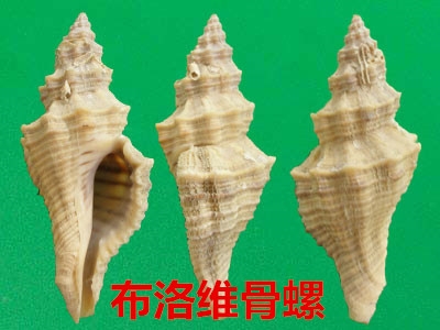 各式各样的贝壳海螺你认识吗，快教给自己和孩子吧