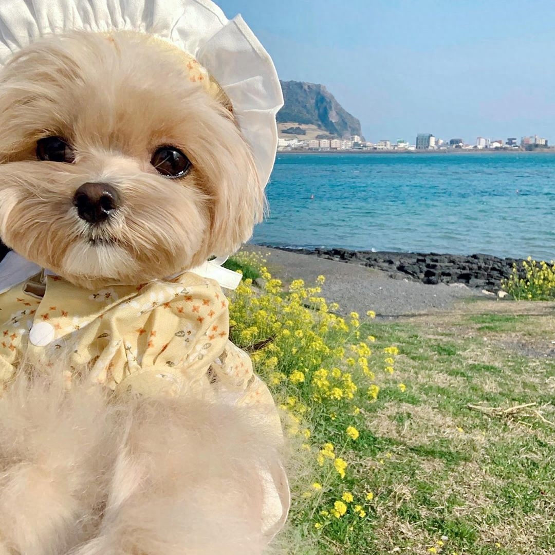 每天被主人打扮成小公举的马尔济斯犬，看得人心都化了